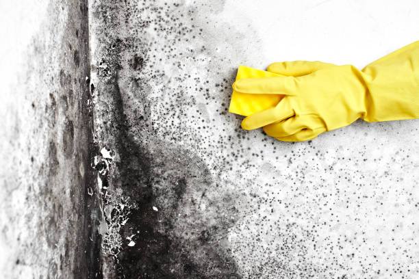 Best DIY Mold Remediation Support Services in Avonmore, PA